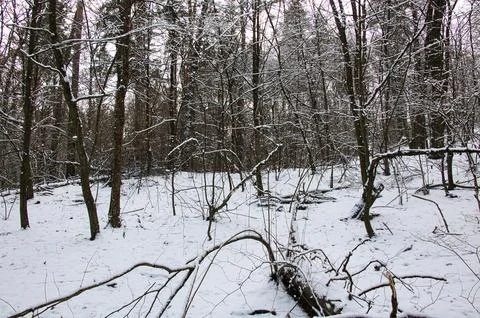 The forest landscape is covered with a thick layer of snow Stock Photos