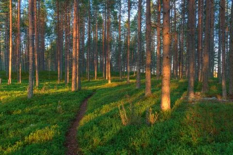 Forest landscape at dawn. 写真素材