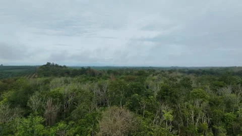 Forest landscape with dense green and brown vegetation under cloudy sky Stock Footage 332500300