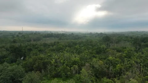 Forest landscape with dense green and brown vegetation under cloudy purple sky Stock Footage 332522176