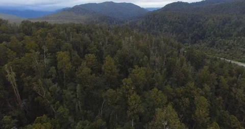 Forest landscape with dense trees and mountains Stock Footage 119154554