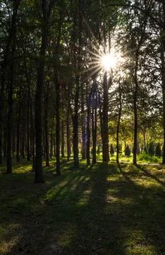 A forest landscape with diverging rays of the sun, vertical photo. Stock Photos