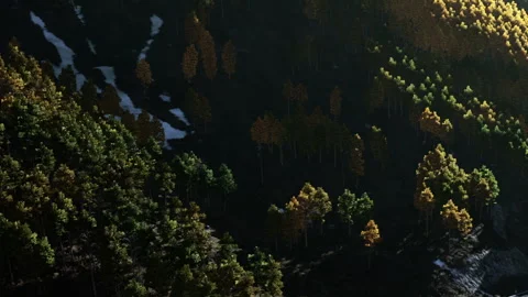 Forest landscape with diverse trees under sunlight in the mountains Stock Footage 345046821
