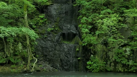 Forest landscape with dripping water Stock Footage 144820653