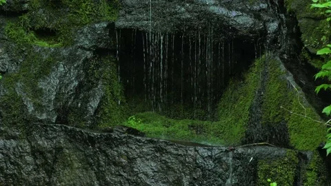 Forest landscape with dripping water Stock Footage 144820656