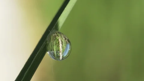 Forest landscape in a drop of dew Stock Footage 108381583