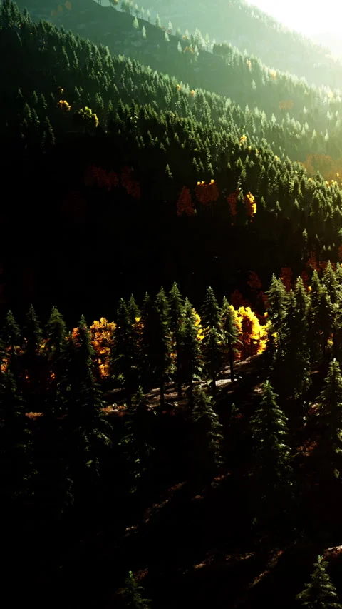 Forest landscape during sunset with sun rays coming through trees Stock Footage 339397407