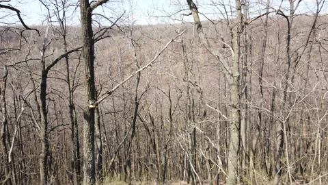 Forest landscape in early spring. Bare trees Vidéo 153025727