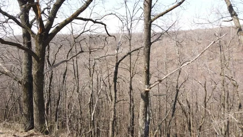 Forest landscape in early spring. Bare trees Stock Footage 153025985