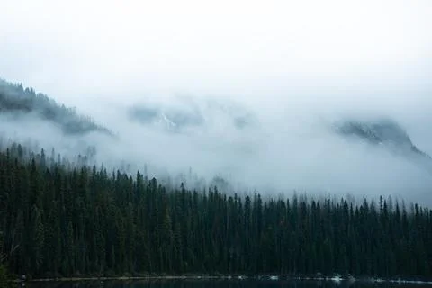 Forest landscape enveloped in mist, mountains peek through the clouds above. Stock Photos