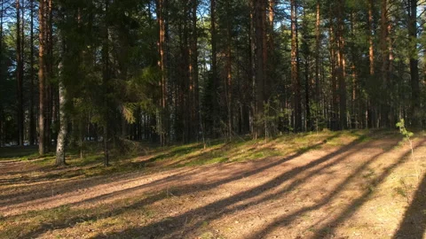 Forest landscape with evergreen pine trees and shadows from trunks in sun. Stock Footage 311862244