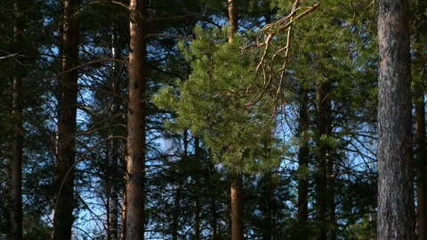 Forest landscape with evergreen pine trunks trees in wild nature park. Stock Footage 311859717