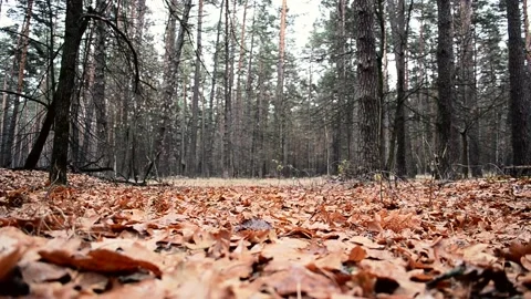 Forest landscape with fallen leaves Video stock 144964137