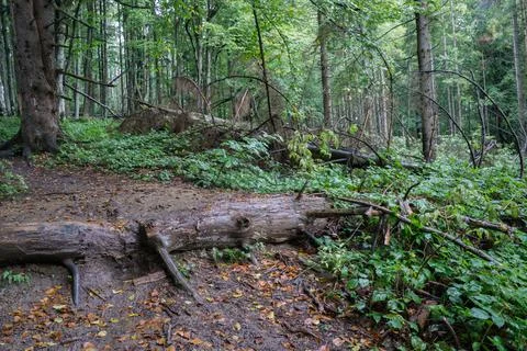 Forest landscape with a fallen old tree. Haze. Selective focus. 写真素材