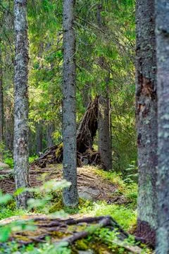 Forest Landscape with Fallen Tree and Rocky Terrain Stock Photos