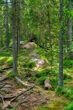 Forest Landscape with Fallen Tree and Rocky Terrain Foto stock
