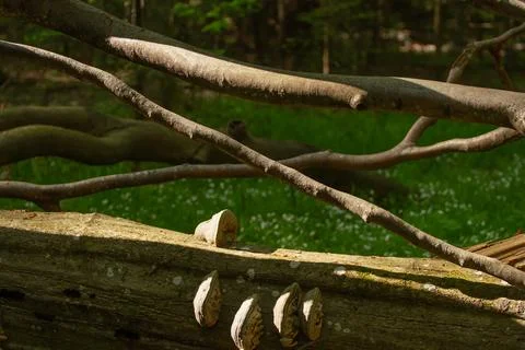 Forest landscape of fallen tree trunks with mushrooms. Stock Photos