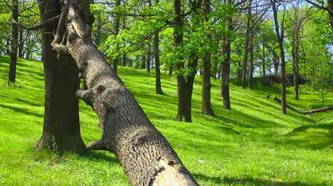 Forest landscape Stock-Footage 23195980