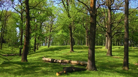 Forest landscape Stock Footage 23195982