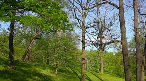 Forest landscape Stock Footage 23195985