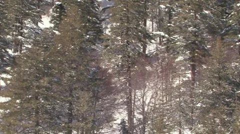 Forest landscape Stock Footage 48581980