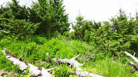 Forest Landscape Stock Footage 55517612