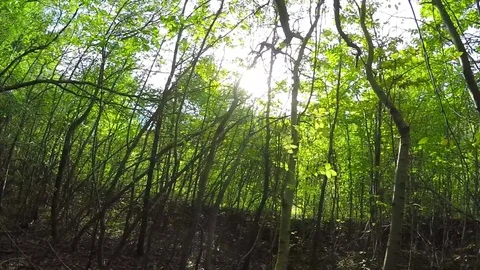 Forest landscape Stock Footage