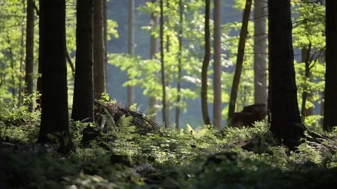 Forest landscape Video stock 73004493