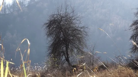 Forest landscape Stock Footage 82476096