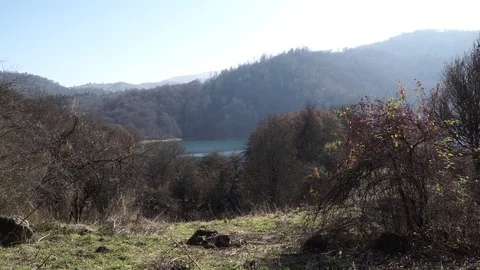 Forest landscape Stock Footage 82476099