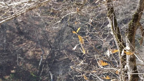 Forest landscape Stock Footage 82476141