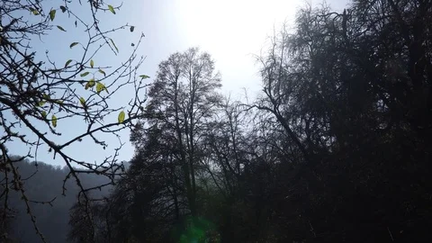 Forest landscape Stock Footage 82476180