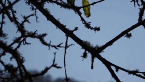 Forest landscape Stock Footage 82476327