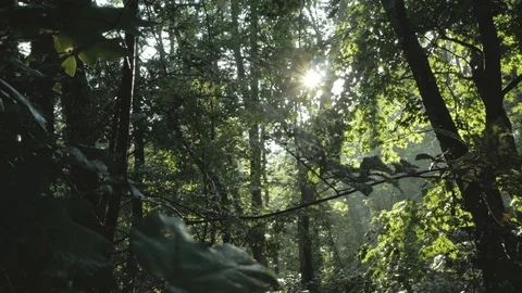 Forest landscape Stock Footage 98108548