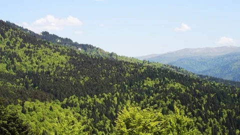 Forest landscape Stock Footage 106975529