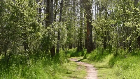 Forest landscape Stock Footage 152878151