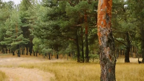 Forest landscape 動画素材 164111268