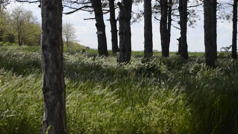 Forest landscape Stock Footage 200842765