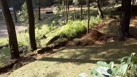 Forest landscape Stock Footage 276703371