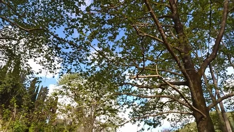 Forest landscape Stock-Footage 308060774