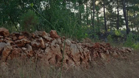 Forest Landscape Stock Footage 339709013