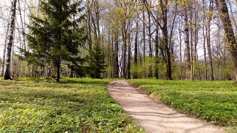 Forest landscape. A forest paths in deciduous woodland. 4K Stock Footage 77283698