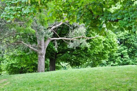 Forest landscape. Green trees Stock Photos