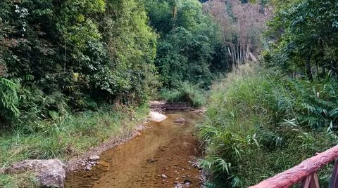 The forest landscape has a small stream. Stock Photos