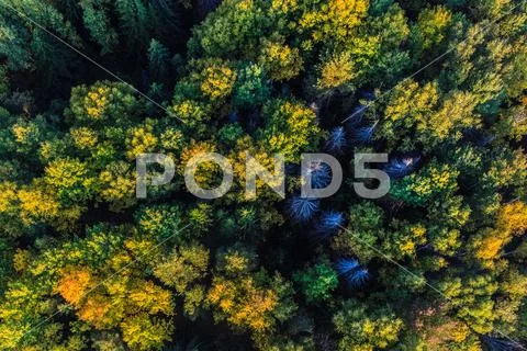 Forest at the landscape from height of bird's flight from air balloon Stock Photos