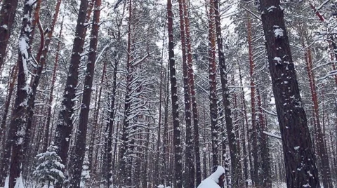 Forest landscape with high trees in winter. Stock Footage 60206836