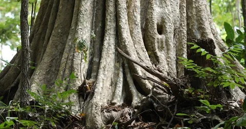 Forest landscape with Large tree trunk,Big trees in the forest, Stock Footage 120340565