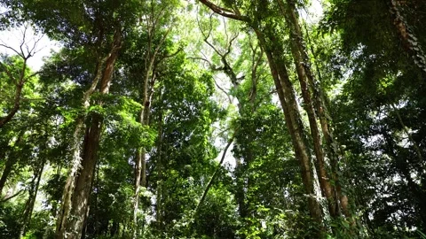 Forest Landscape – Looking Into Dense Green Jungle Stock Footage 337601881