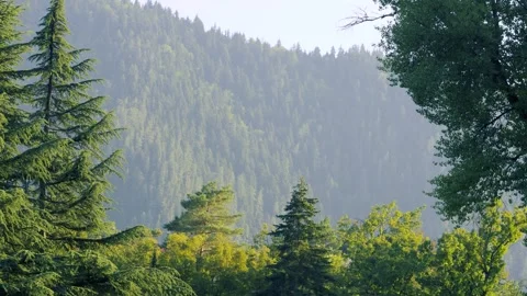 Forest Landscape With Lush Green Trees And Distant Misty Mountains Vidéo 335387831
