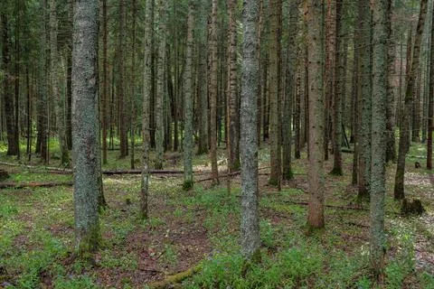 Forest landscape with many bare trunks of fir trees Stock Photos